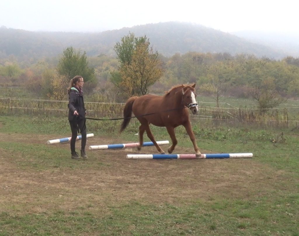 Lunging_HORSI