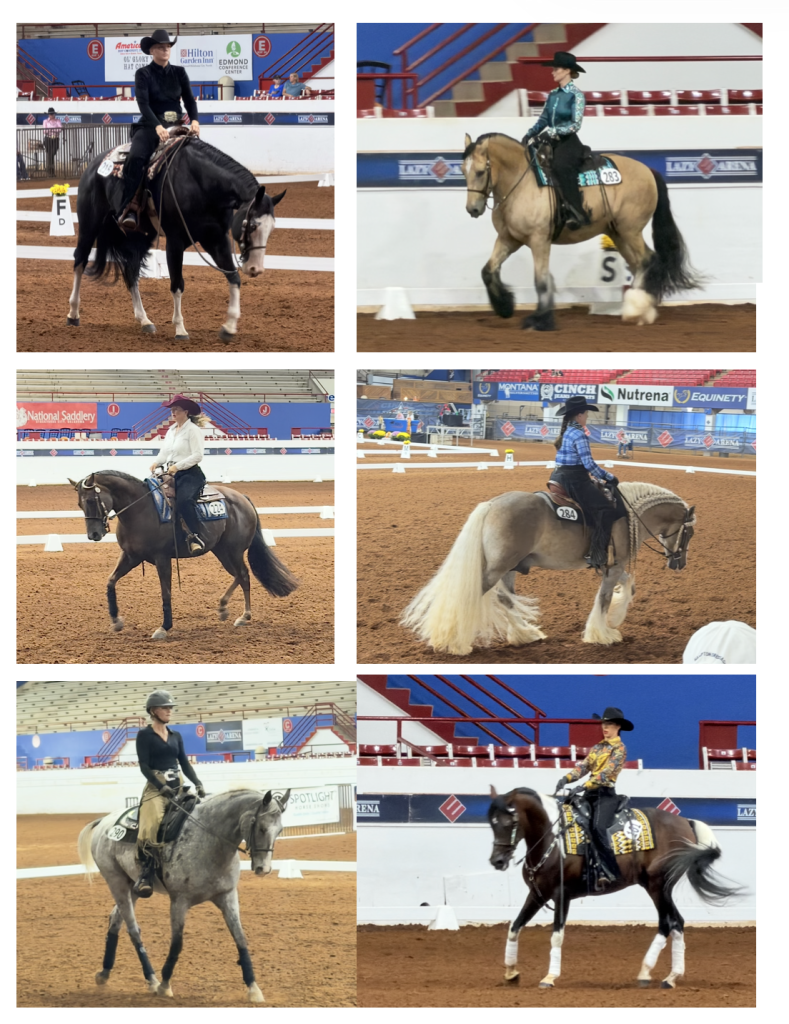 photos of six of the 48 different breeds of horses showing at the WDAA Championship show